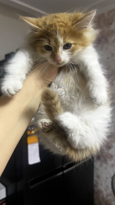 Котик ( кіт, кошеня, киця)