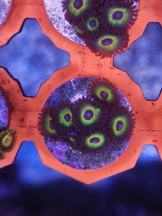 WWC Bob Marley Zoanthus, Corais de água salgada