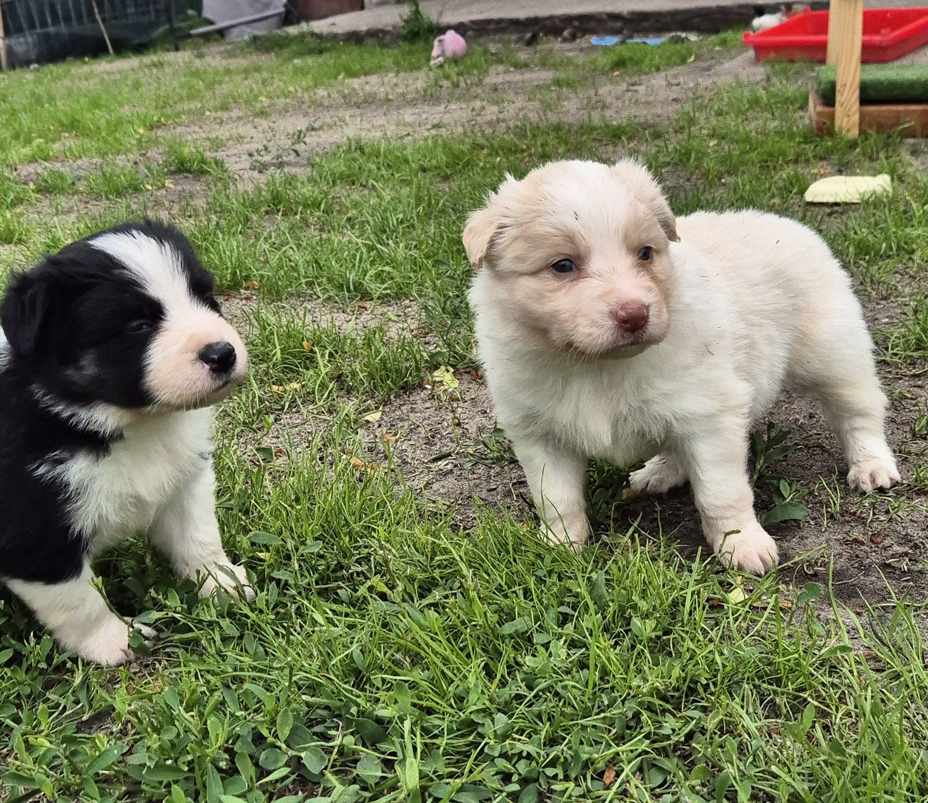 Border collie ee red
