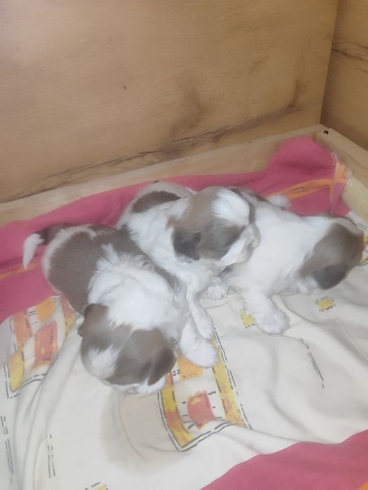 Shih tzu do rezerwacji
