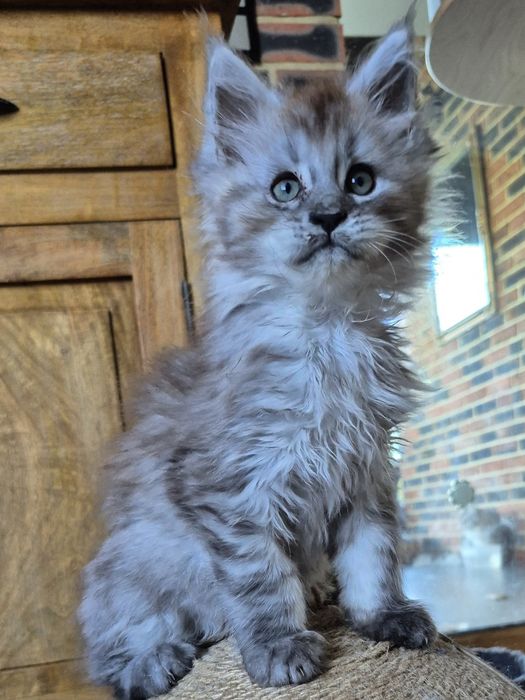 Charlie kocurek Maine Coon czarny ze srebrem do rezerwacji