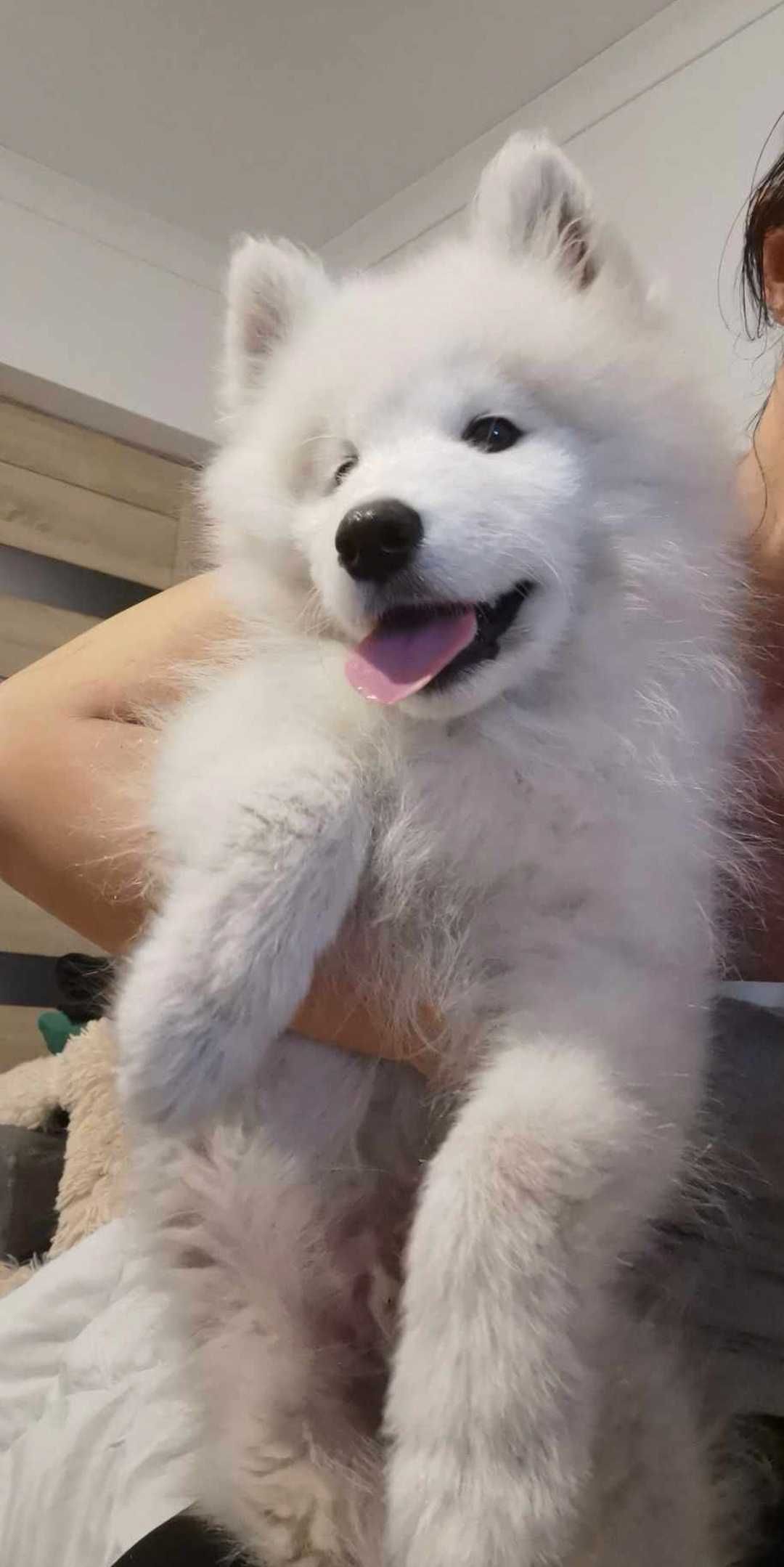 Samoyed szczenię z rodowodem piesek