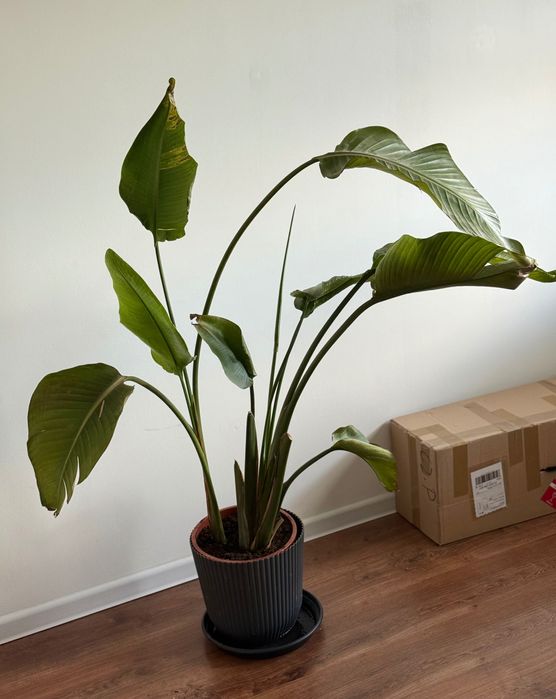 Sterelicja sterelizia monstera nicolai Augusta  150 cm 30 cm