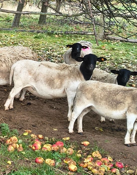 Owieczki dorper 100%, czysta rasa Jarki , jagnięta ,owce