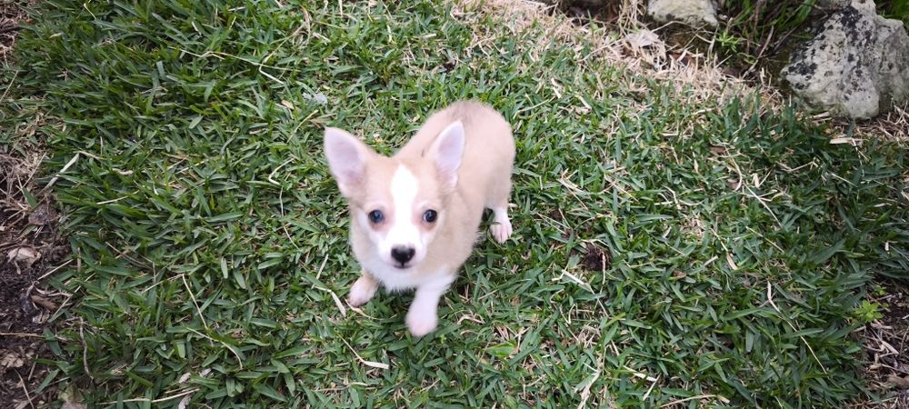 Chihuahua miniatura disponível para entrega imediata existe a po
