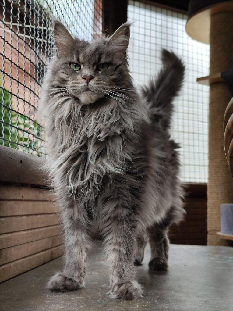 Maine Coon LIAM Ashantu*PL doskonały kocurek
