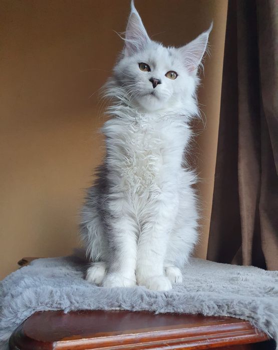 Kocurek Maine Coon