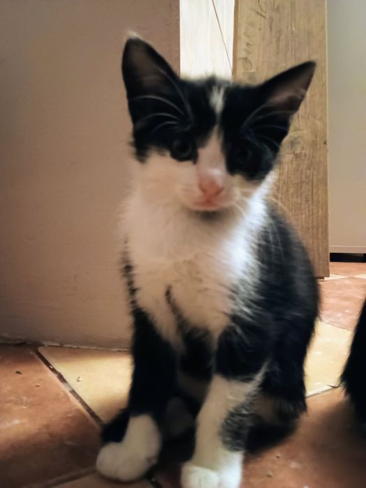 Oddam za darmo 3 młode kociaki