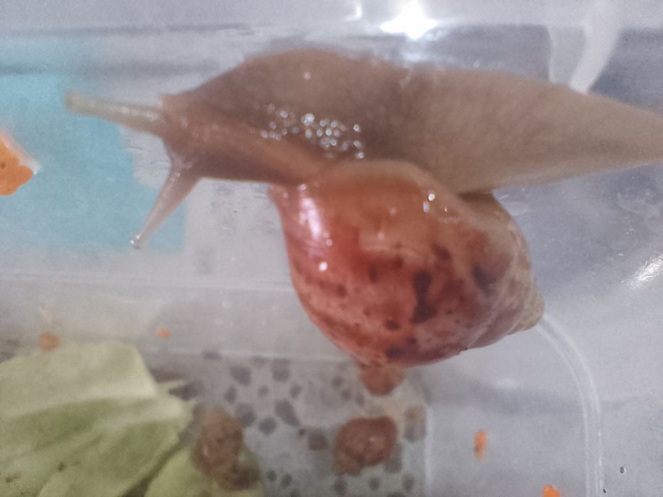 Улитки Ахатины коричневые и белые