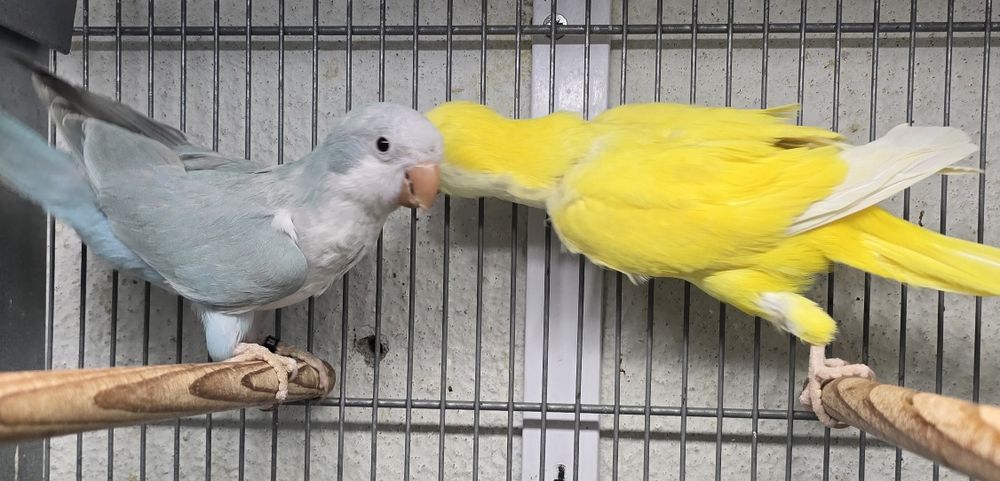 Conures amarelos e azuis