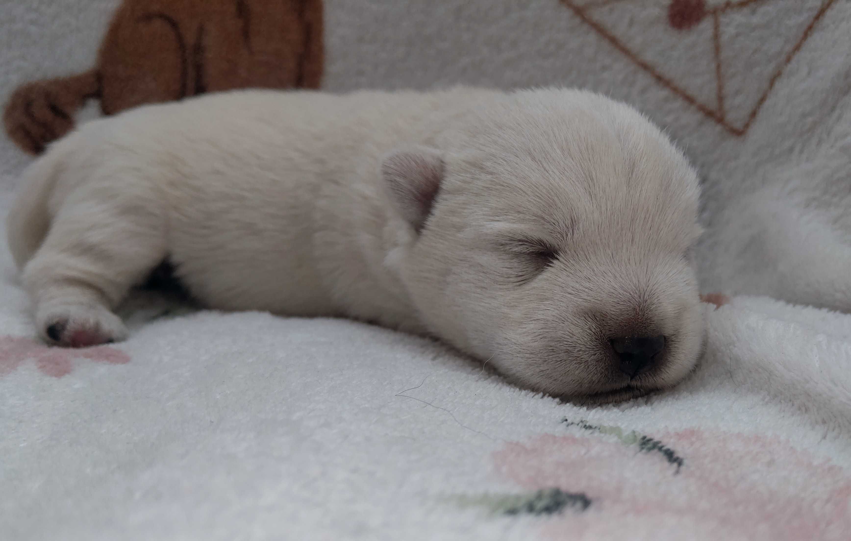 West Highland White Terrier FCI