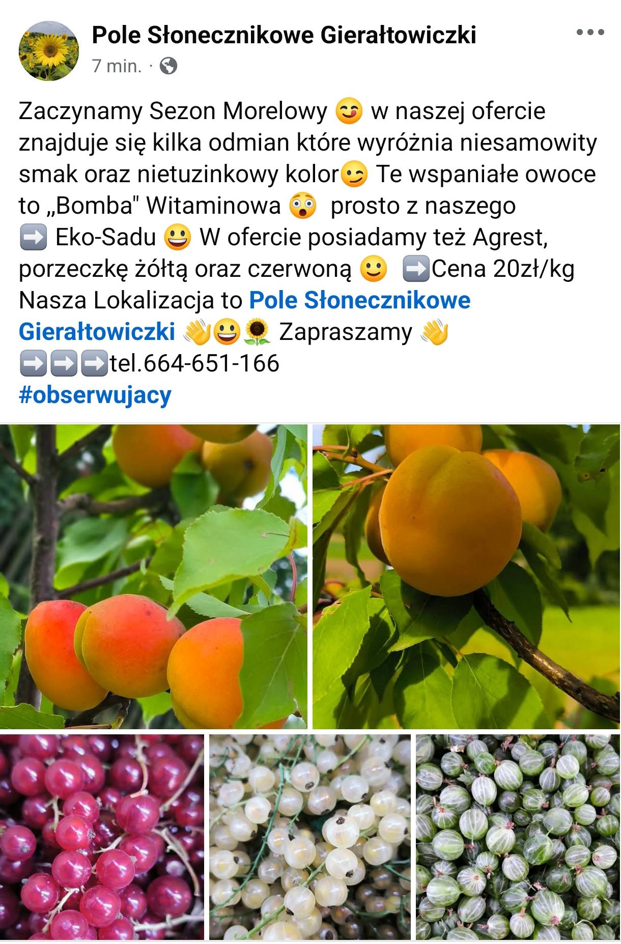 Owoce świeże Morela, porzeczka, Agrest