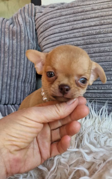 Chihuahua  piekna malutka dziewczynka