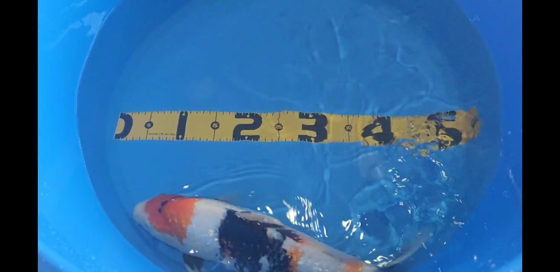Koi Showa Ginring 40cm