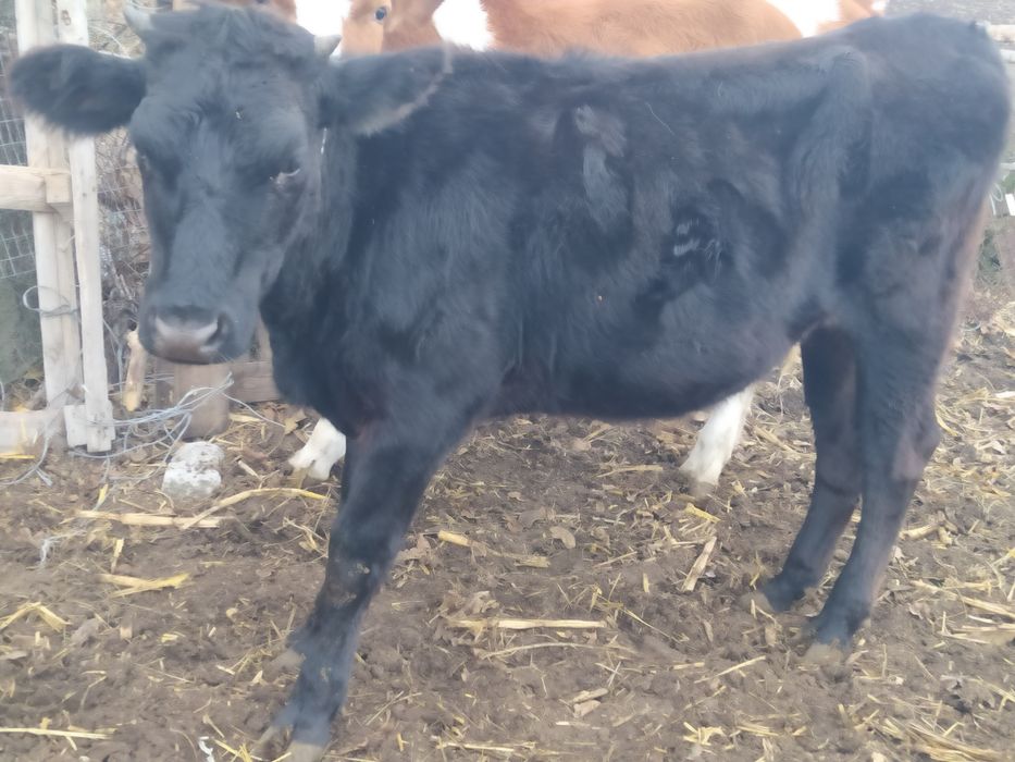 Продам телиць злучного віку