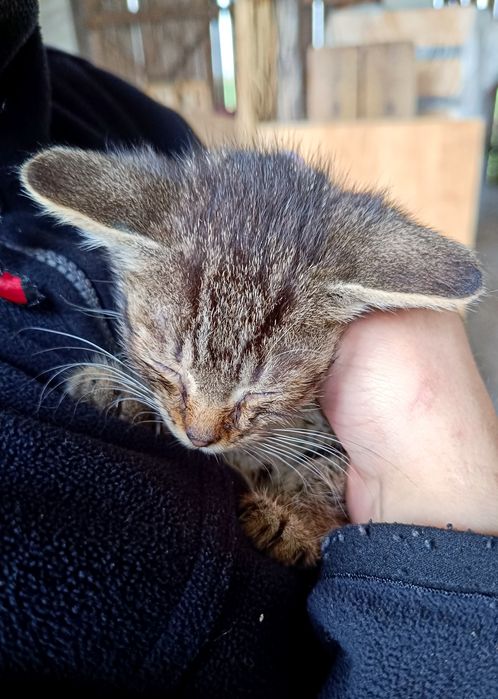 Oddam kotki w dobre ręce