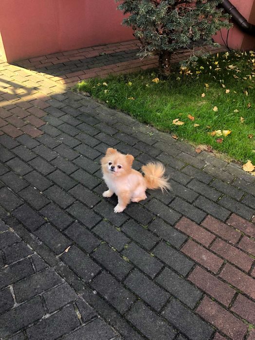 Szpic miniaturowy  pomeranian dorosla sunia