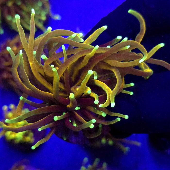 Euphyllia Glabrescens Indo Gold Jedna głowa