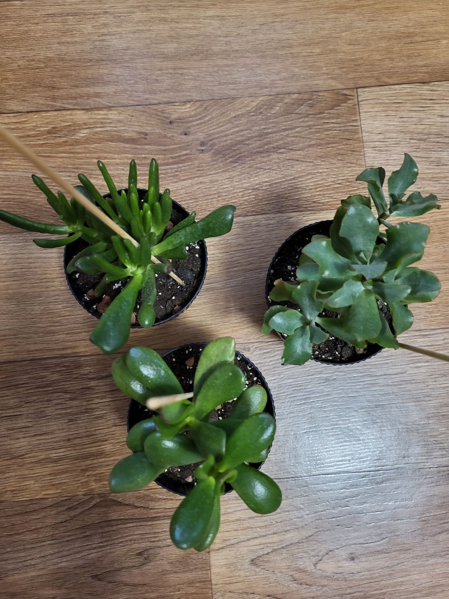 Crassula. Крассула. Грошове дерево.три растения. Корал, Синій птах, Ре