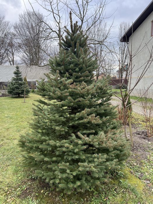 Ялинка з коренем, жива 2,45 м