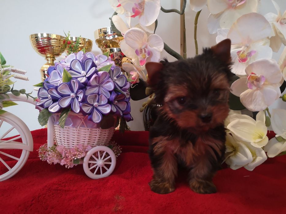 Yorkshire terrier piesek z rodowodem