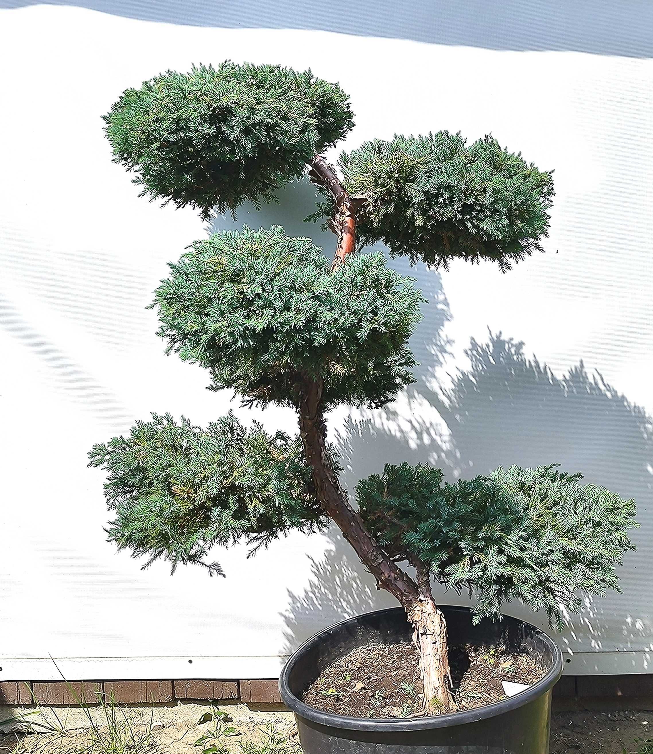 Bonsai Niwaki Jałowiec Blue Carpet