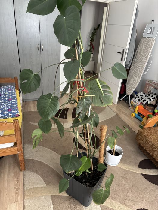 Monstera wielka + gratis