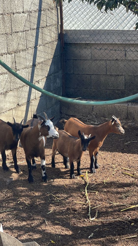 Cabrito Anão Novo