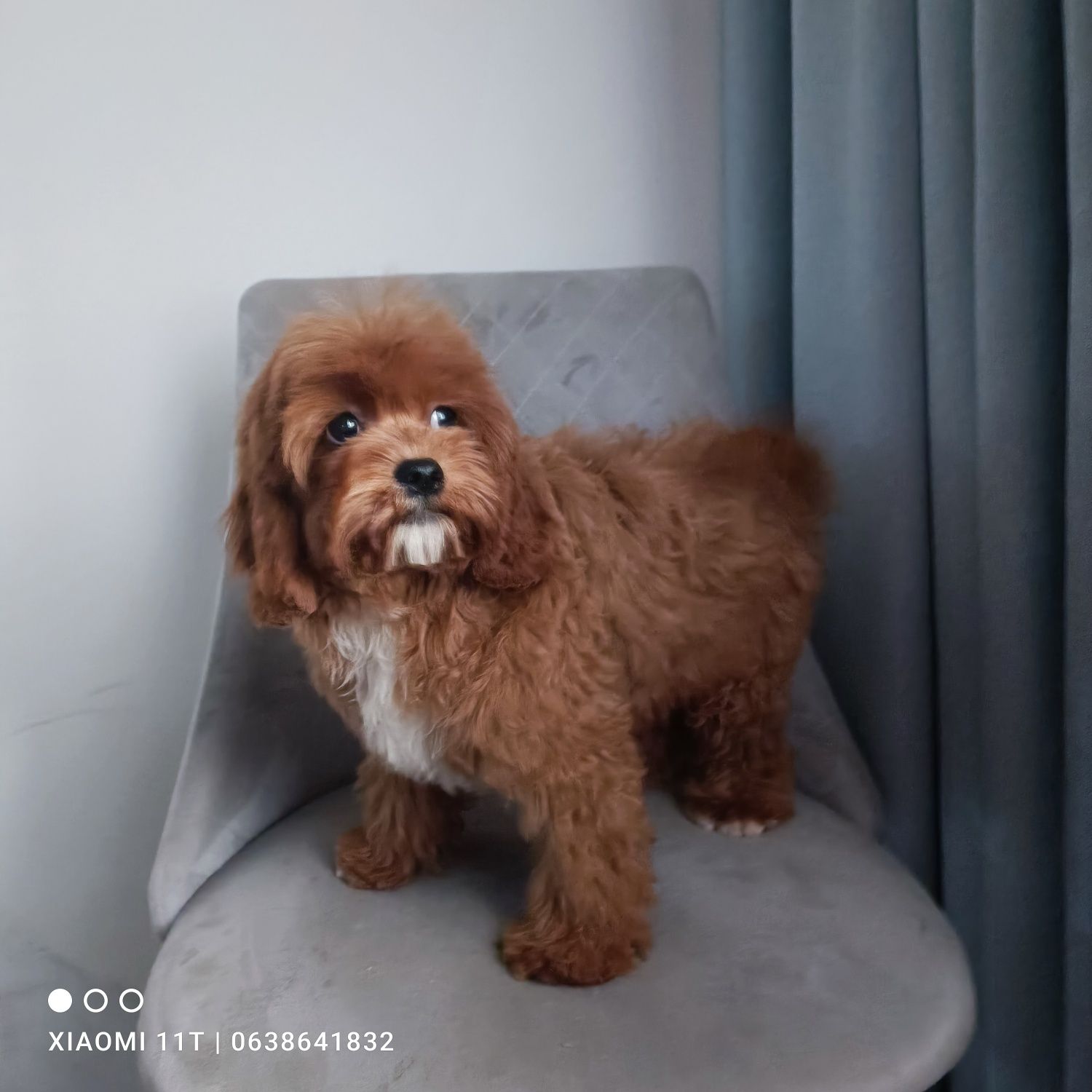 Дуже гарненький хлопчик кавапу. Cavapoo. В Києві