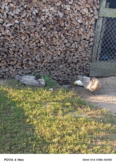 Продам  качура  по домовленій ціні