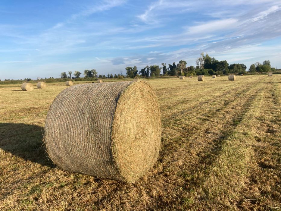 Siano z Transportem. Suche pogodne.