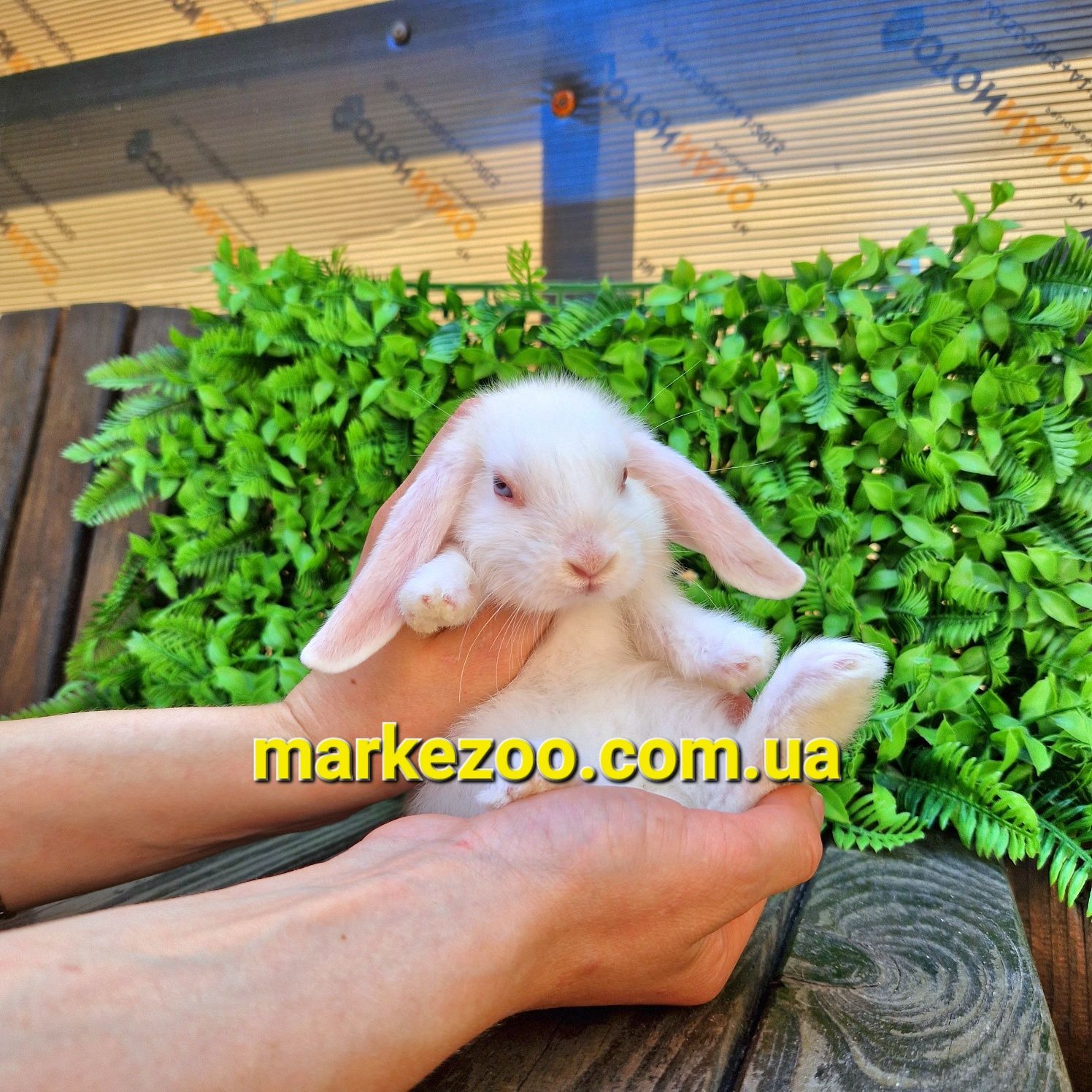 Мини mini lop мiнi кролик кролики карликовые вислоухий баранчик