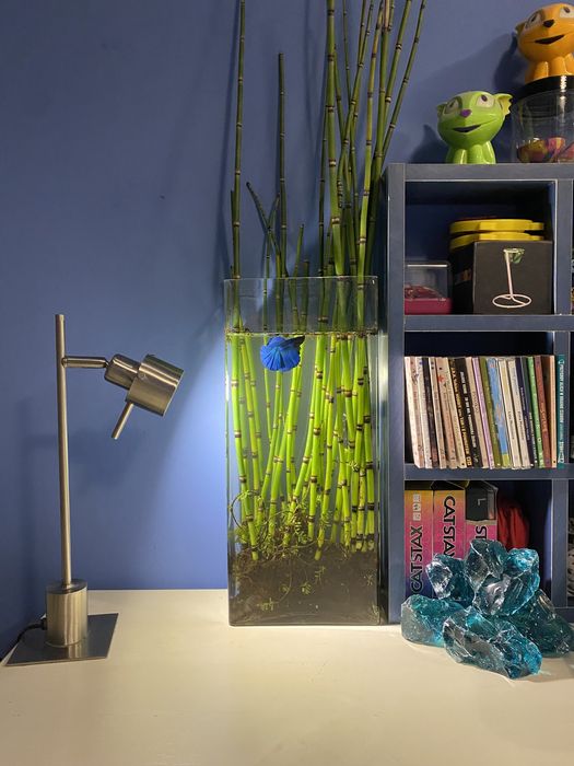 akwarium + bojownik + rośliny, kompletny zestaw z foto