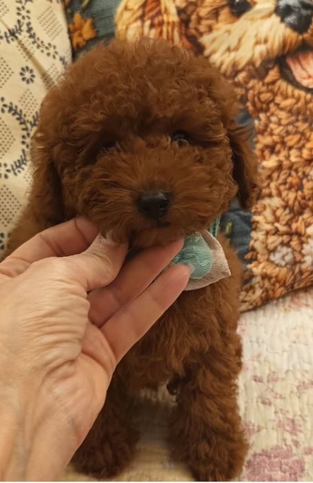 Гарнюня хлопчик той пудель