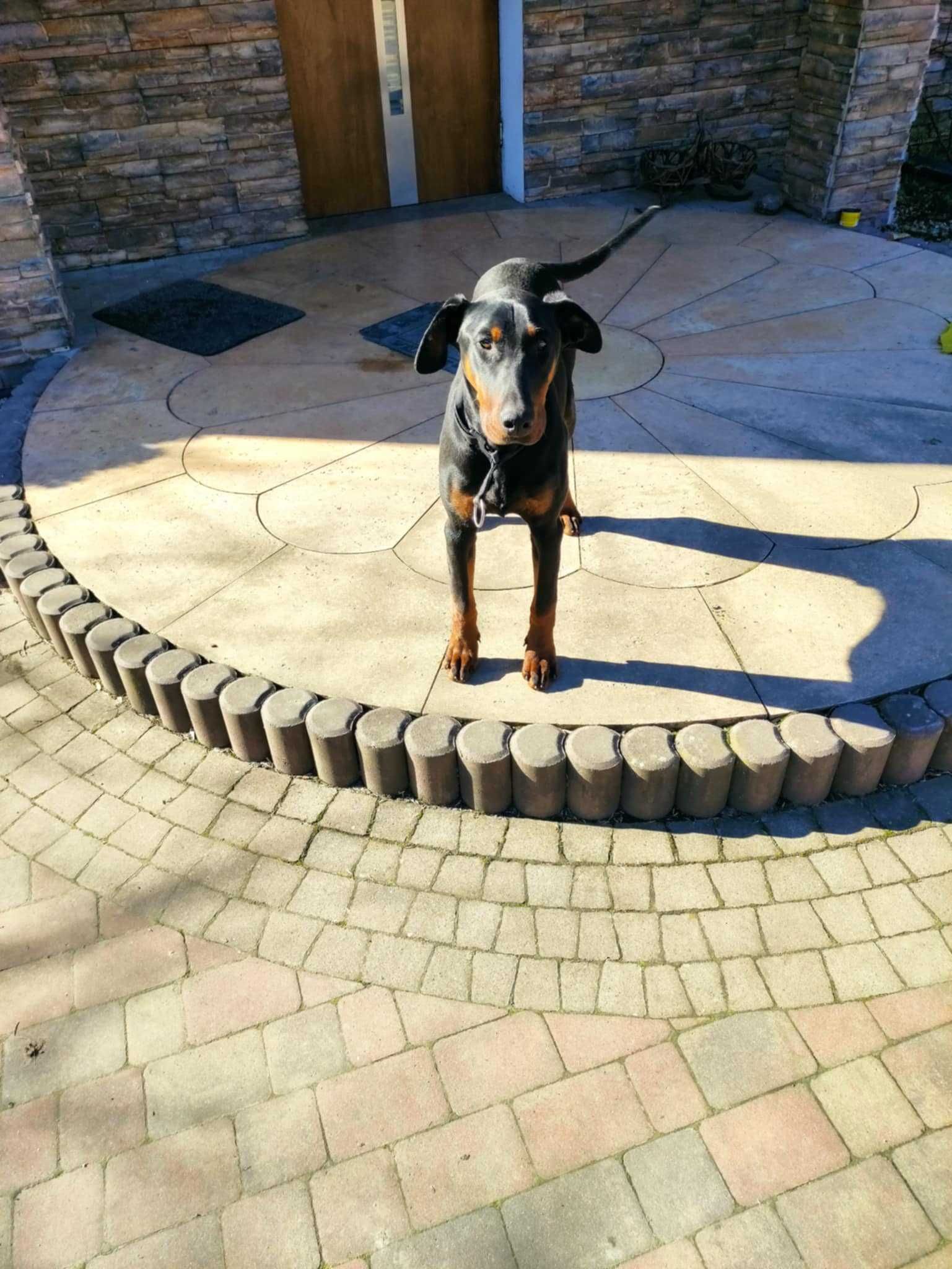 Pies doberman szczeniak
