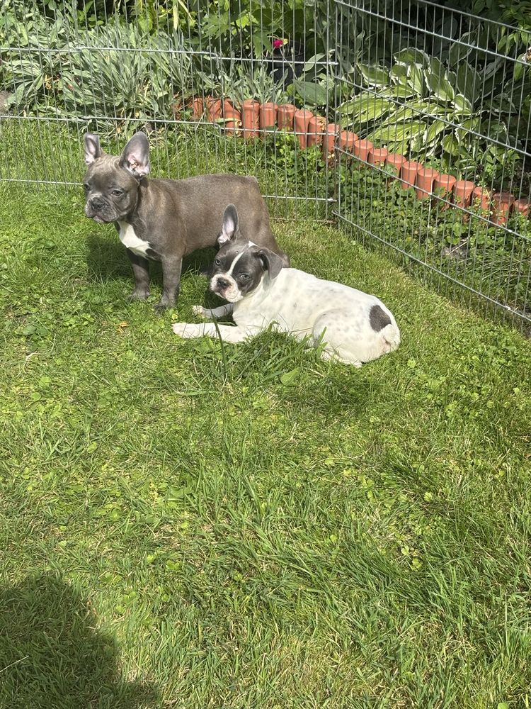 Buldog francuski szczenie