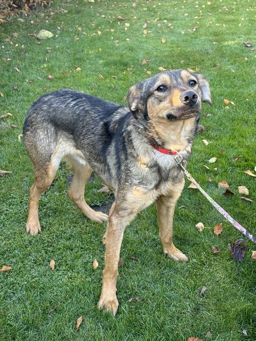 Ponad połowę życia w przytulisku podaruj mu dom