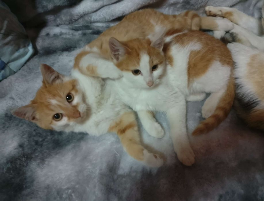 Котики віддам в хороші руки хлопчики