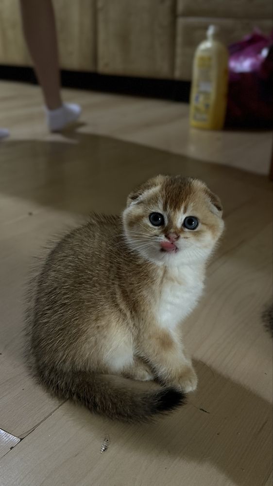 Kcurek scottish fold