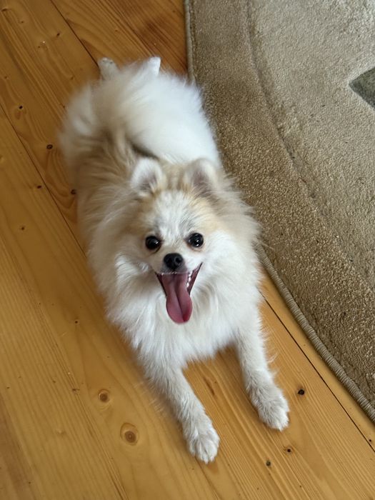 Хлопчики Померанського Шпіца