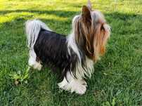 Reproduktor Yorkshire Terrier Biewer