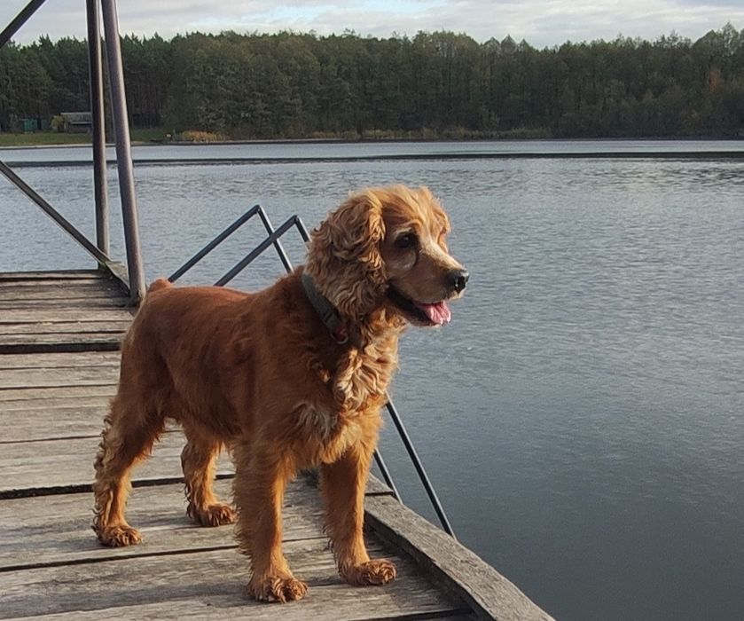 Цуценята англійського кокер-спанієля