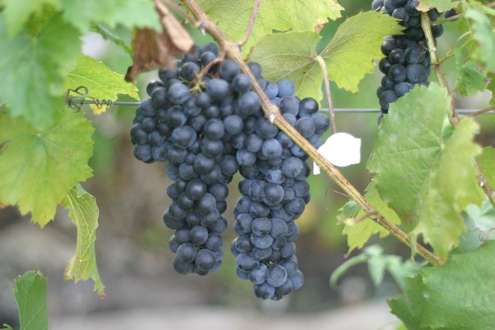 Неукрывные зимостойкие морозоустойчивые сорта винограда.