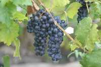 Неукрывные зимостойкие морозоустойчивые сорта винограда.