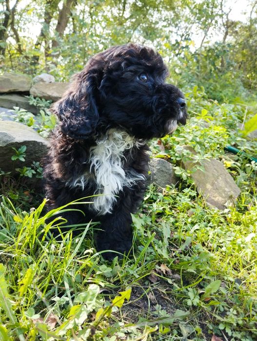 Cockapoo , spaniel pudel , cockapoo f1b samiec