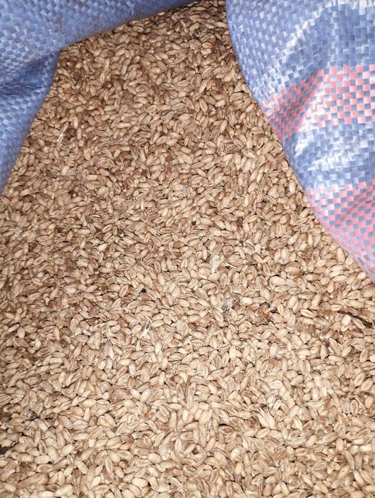 Sprzedam pszenicę ozimą