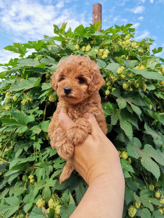 Мальтипу разноцветние разний возраст