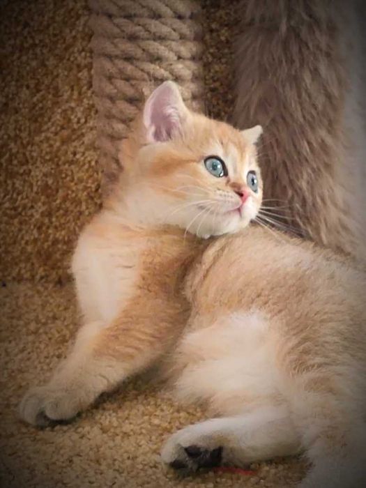 Золота шиншила. Британське кошеня