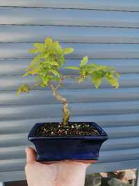 Bonsai carvalho robur