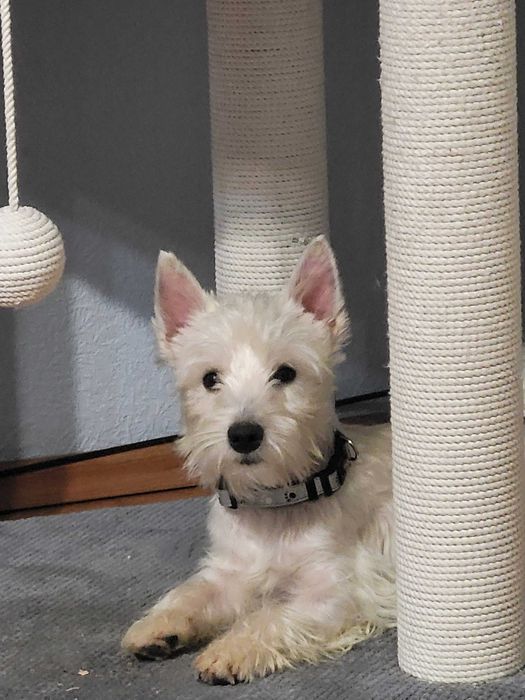 Вест Хайленд Уайт Тер'єр, цуценята з розплідника